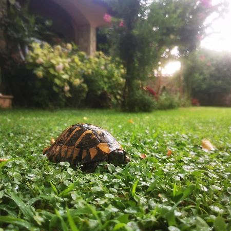 Villa Melograno Μόσταρ Εξωτερικό φωτογραφία